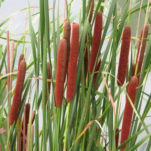 10000 Seeds Typha Latifolia Cattail Seeds USA ILINOIS Grown
